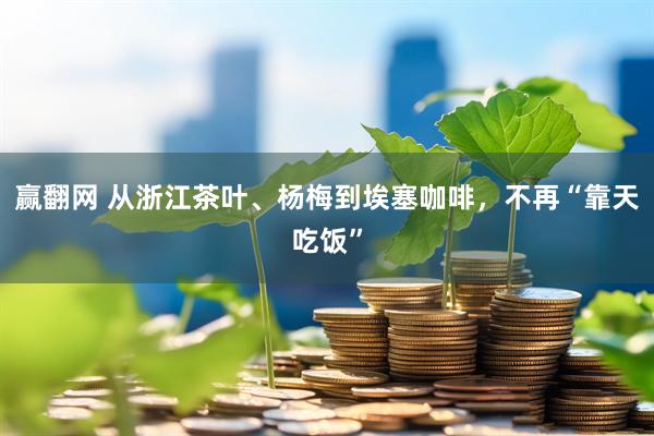 赢翻网 从浙江茶叶、杨梅到埃塞咖啡,不再“靠天吃饭”